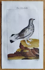 Snow Grouse - Buffon Original Colored Print - 1797 - Picture 1 of 1
