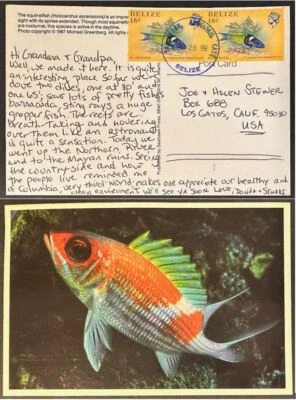 1988 年伯利兹 #706(2) 鱼明信片美国;鱼 *d — 第 1/3 张图片