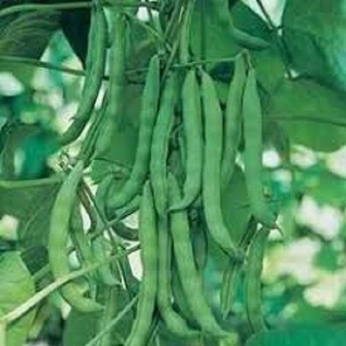 BEANS SEED CLIMBING BEAN Home Vegetable Garden Climbing Bean  - Image 1 of 1