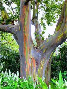 16”-21” Rainbow Eucalyptus deglupta Rooted Starter Tree Seedling Sapling Plant - Picture 1 of 12