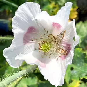 Papaver Somniferum ☆Florist's Pod Poppy ☆~ 6300 seeds, ♧ 1,5g+ ♧ - Bild 1 von 15