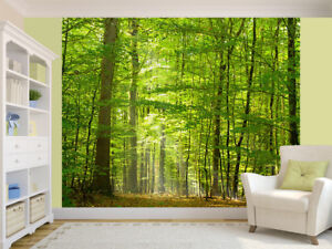 Deciduous forest in summer photo Wallpaper wall mural (12416663) Amazing Nature