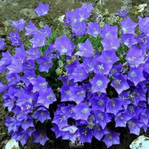 Campanula carpatica 30+ PCS fresh seeds, Blue clips bellflower, Campanula - Foto 1 di 8