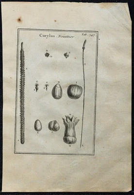 1719 - Hazelnuts & Hazelnut Tree - Antique Engraving Of Botany (Tournefort) - Image 1 of 3