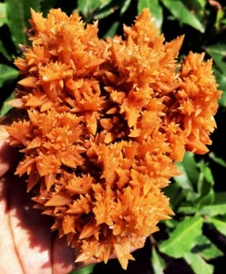 454,2 g ¡¡¡EXCELENTE!!! Nuevas muestras de cristal Jiejingshi marrón natural crudo ie3100 - Imagen 1 de 18