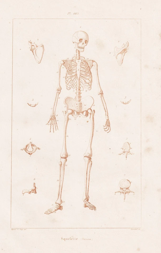 Skelett Skeleton humans Menschen Anatomie Stahlstich Guerin-Meneville 1839 - Bild 1 von 1