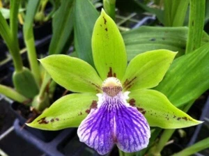 Zygopetalum Sweet Jade hybrid ready to flower frangrant 45$ - Picture 1 of 2