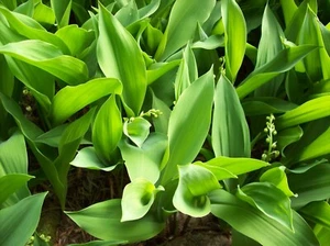 10 Maiglöckchen Convallaria majalis Frühlingsblüher - Bild 1 von 1