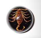 67 mm Resin Dome Paperweight Golden Scorpion Specimen on Black Bottom DP67B