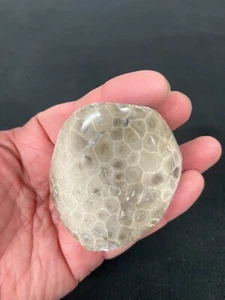 Petoskey Stone Hand Polished Display Specimen Michigan - Picture 1 of 3