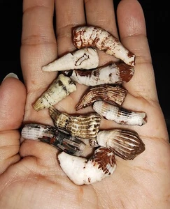 HC001, WHOLESALE 10PCS + 1PC FREE!! HORN CORAL FOSSIL FROM TIMOR INDONESIA, 33GR - Picture 1 of 9