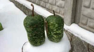 Lagenaria Manzana Grande No OGM Ucrania 6 Semillas D Idea de Jardín En Todo el Mundo - Imagen 1 de 1