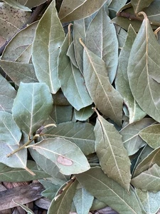 40 g Lorbeerblätter Lorbeerlaub ganz gereinigt & getrocknet - 1A Qualität - Bild 1 von 1