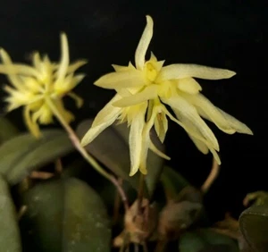 Bulbophyllum Purpurascens miniature orchid plant species + PHYTO CERTIFICATE - Picture 1 of 3