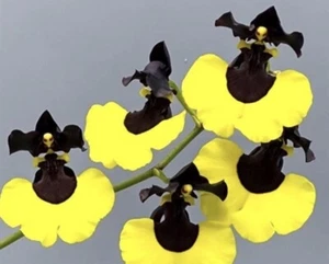 Gomesa Jiaho Queen 'Jiaho' Oncidium Type Orchid Bumble Bee - Picture 1 of 5