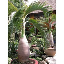 50Pcs Bottle palm tree Seeds Exotic Plants Bonsai tree Tropical Ornamental Fresh