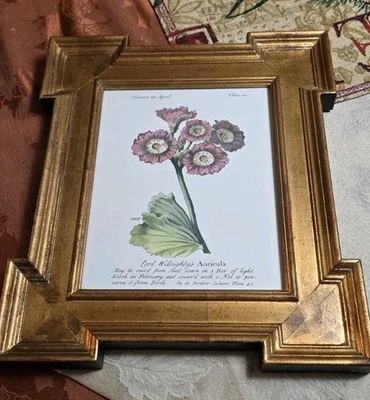 Flores antiguas con estampado botánico enmarcado de J. Duke en abril Willoughbys Auricula 15' Foto 1 de 4