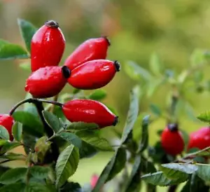 3x ROSA CANINA PIANTA DI 2 ANNI VASO 2 LITRI 70-80 CM - Imagen 1 de 1