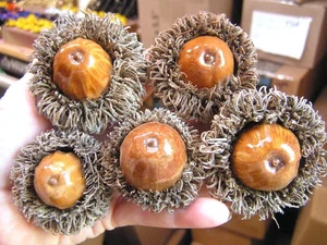 FÜNF RIESEN Grat Eicheln zum Basteln, Kränze, Schalenfüller usw, Set z - Bild 1 von 3