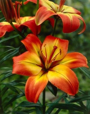 FOREVER LINDA LILY FLOWER BULBS HARDY 3-4 FT TALL PERENNIAL PLANT YELLOW & RED - Image 1 of 3