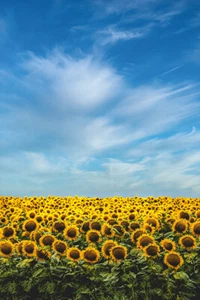 Yellow Sunflower Field Under Blue Sky Art Wall Decor - POSTER 20x30 - Picture 1 of 4