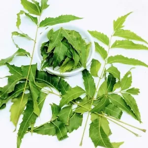 Frisch gepflückte getrocknete Neemblätter reines Premium Qualität Kraut 100% - Bild 1 von 5