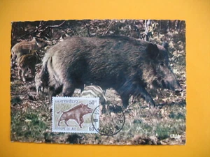 Card Maximum Laos - Carte Maximum Laos - Boar - Sanglier - Picture 1 of 1