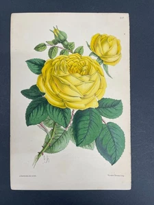 Botanicals, Roses, Antique Prints, James Andrews, Floral Magazine, 1866, #237 - Picture 1 of 1