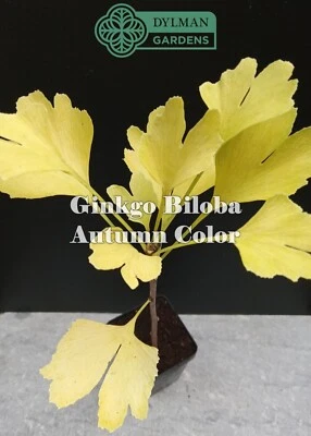 25 Ginkgo Biloba Trees - 6 to 8 inches - Maidenhair Tree - Free Shipping - Image 1 of 4