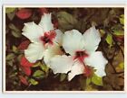Postcard Rare White Hibiscus, Florida