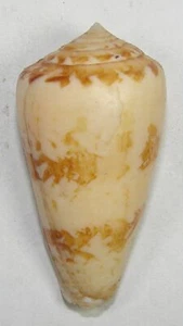 CONUS NATALIS GILCHRISTI 43.76mm BEAUTIFUL RARE SPECIMEN Park Rynie, Natal, SA - Picture 1 of 2