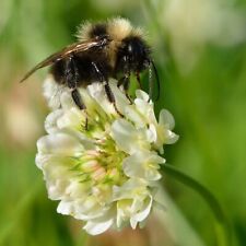 50 LBS WHITE DUTCH CLOVER SEED  FOR LAWNS & GROUND COVER 800,000 SEEDS PER LB