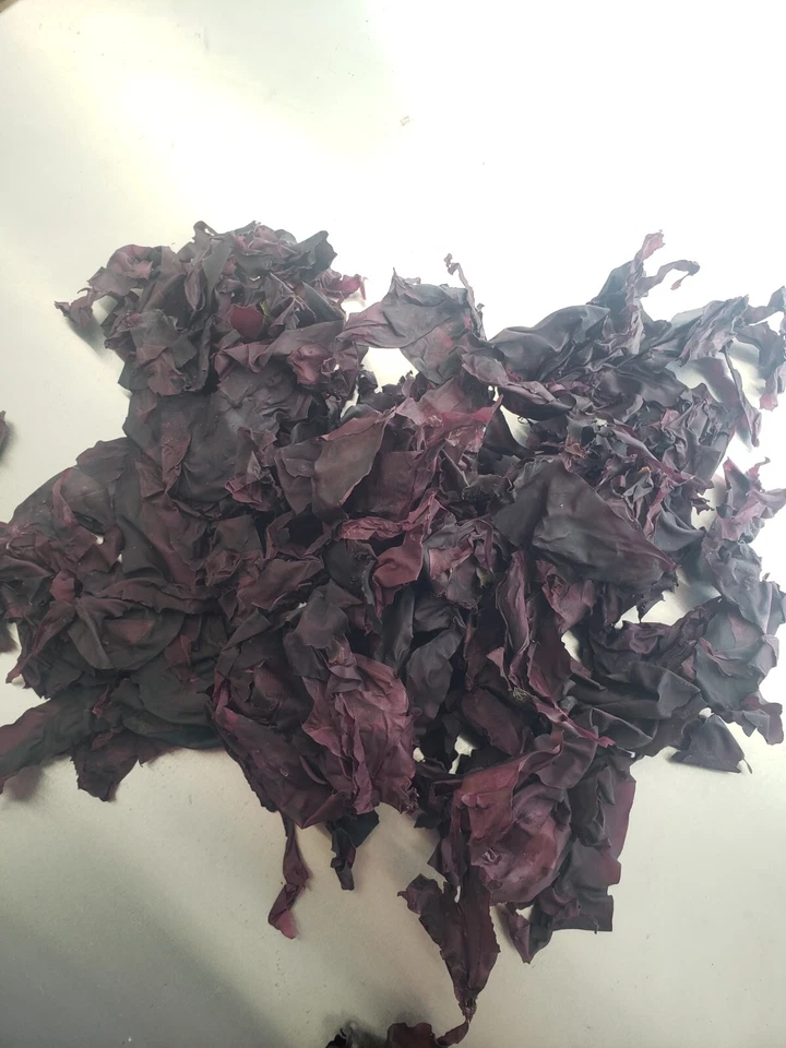 1lb Wild Atlantic Dulse high in nutrients, minerals. Sustainable, Ocean healthy. - Image 1 of 2