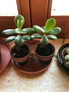 Glücksbaum Geldbaum Crassula Ovata Talerbaum 1 Pflanze Zimmerpflanze pflegel. - Bild 1 von 3