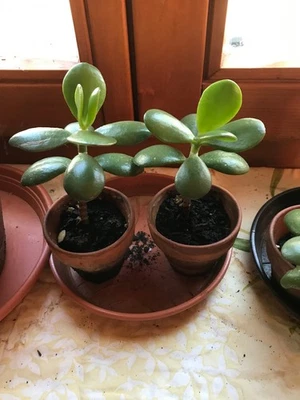 Glücksbaum Geldbaum Crassula Ovata Talerbaum 1 Pflanze Zimmerpflanze pflegel. - Bild 1 von 3