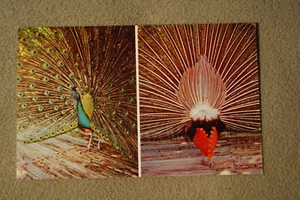 Pavo real azul indio - Jardines caribeños - Nápoles, Florida - Imagen 1 de 2