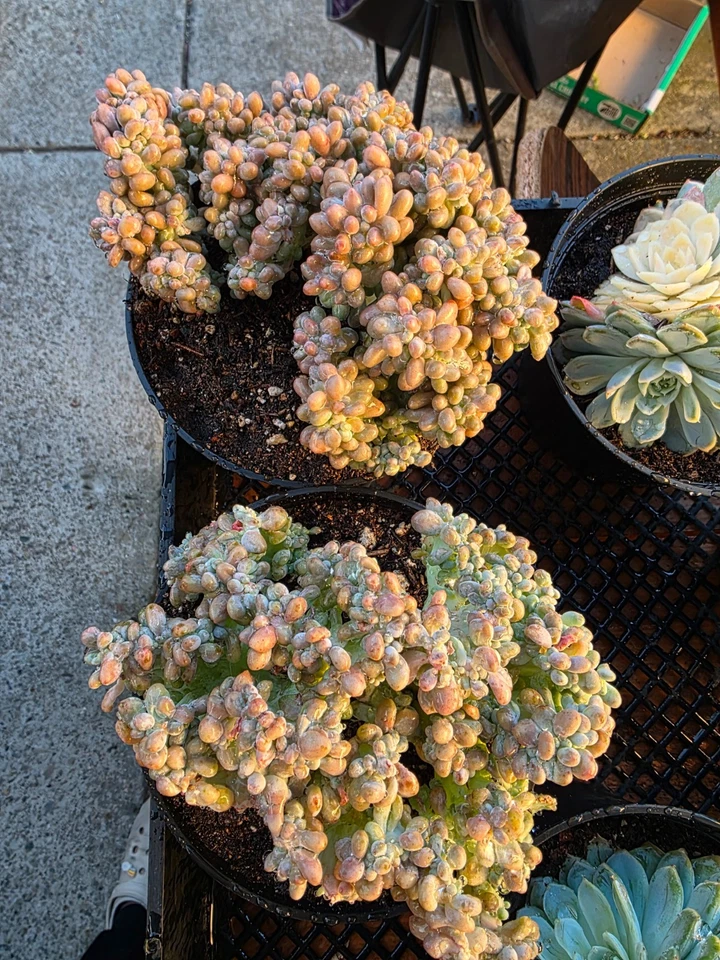 Imported rice ball crested succulent 1pc - Image 1 of 4