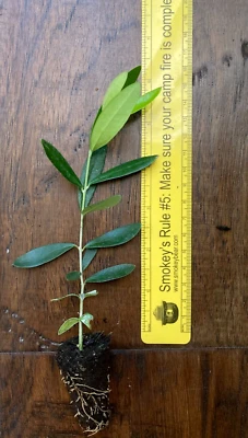 Chemlali Olive Tree (Olea europaea) 1 Live TC Plant/Plug –4-8 inches - Edible! - Image 1 of 4