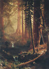 Albert Bierstadt: Giant Redwood Trees of California. Fine Art Print/Poster