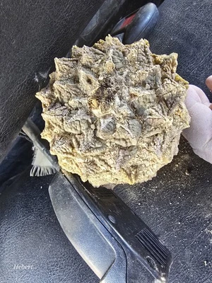 Ariocarpus Living Rock Cactus 3" polegadas #2 - Imagem 1 de 2