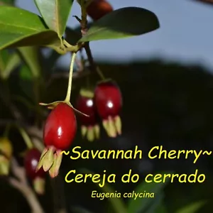 ~Savannah Cherry~ Eugenia calycina FRUIT TREE 2-3+ft Potd Plant - Picture 1 of 10