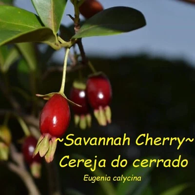 ~Savannah Cherry~ Eugenia calycina FRUIT TREE 2-3+ft Potd Plant - Image 1 of 4