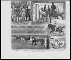 1874 Antique Print - LONDON METROPOLITAN HORSE SHOW SIDE SADDLE  (019)