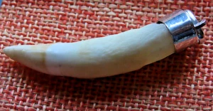Diente de cocodrilo amazónico de plata 925 real - Imagen 1 de 6