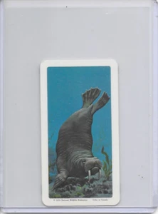 1973 Walrus National Wildlife Federation The Arctic Card #35 Series 16 - Picture 1 of 2