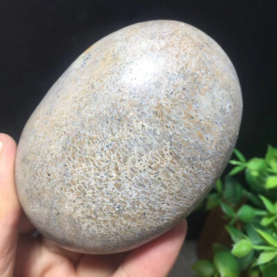 258g  Natural polished bone specimen  Madagascar 16 - Image 1 of 4