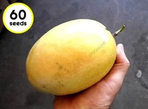 Yellow Giant Panama Gold Passionfruit Seeds 60 RARE Passion Fruit Unusual - Picture 1 of 5