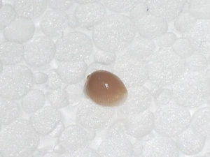 TRIVIA MEDITERRANEA LARGE MOUTH - Picture 1 of 2