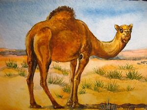 Aquarelle peinture chameau sable désert nature faune animaux art 5x7 pouces