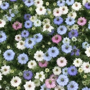 50+ Nigella Love-in-a-mist Mix seeds - Picture 1 of 3